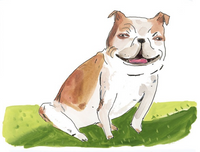 Thumbnail for Pet Portraits with Elizabeth Graeber